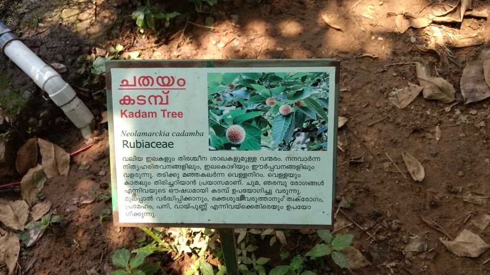 medicinal plants garden