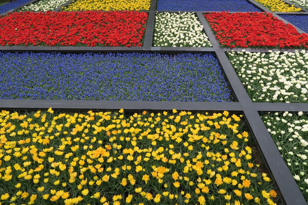 Mondrian's painting made with flowers