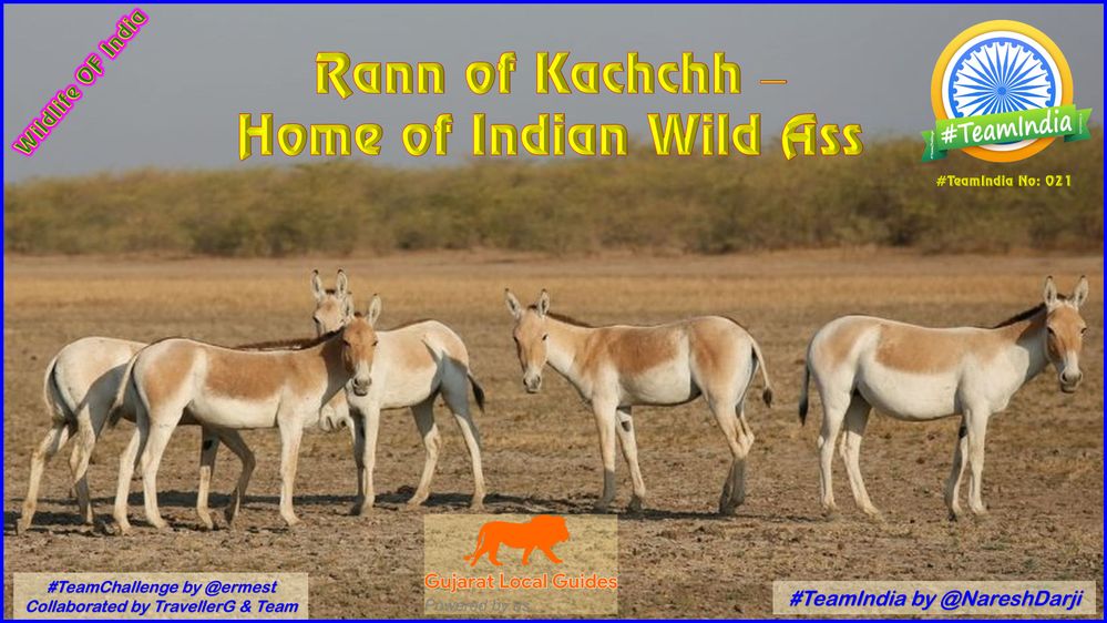 Local Guides Connect - Rann of Kachchh - Home of Indian Wild Ass - Local  Guides Connect