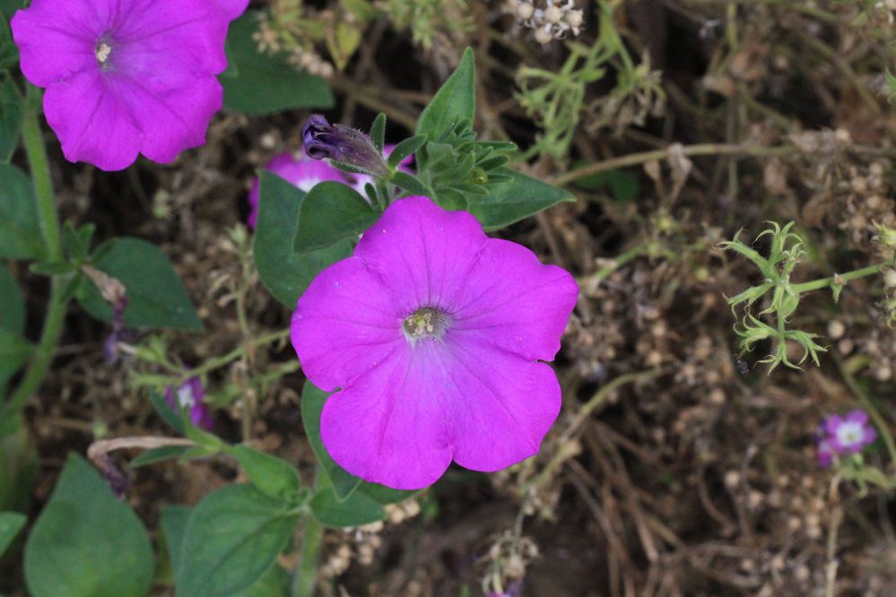 Flowers with Five Petals