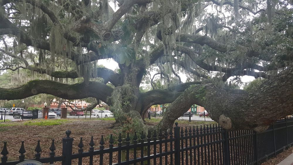 The Baranoff Oak - Safety Harbor.  Estimated to be between 300-500 years old.