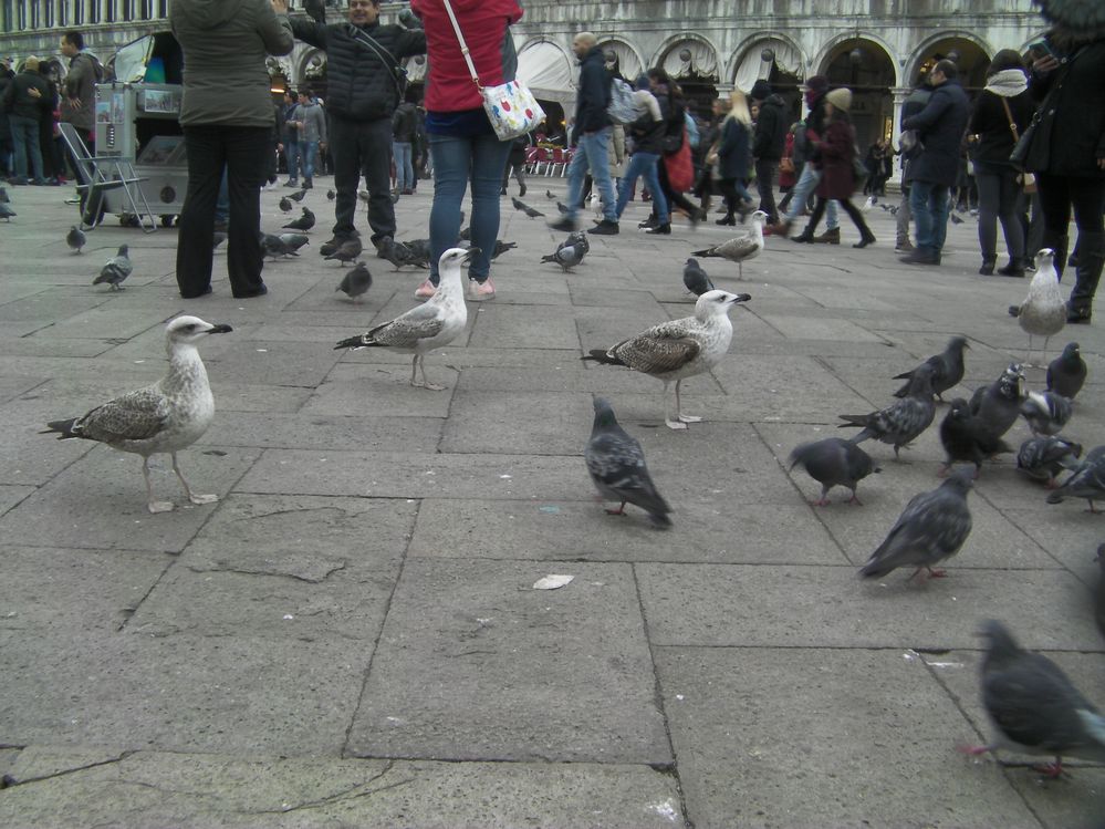 Venezia - Pigeons in Piazza San Marco