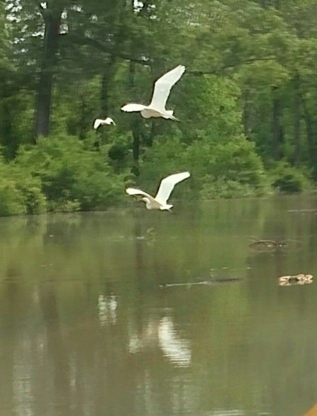 Great Egrets enjoying flood waters. Union Co. State Fish & Wildlife, Southernmost Illinois USA taken with Droid turbo