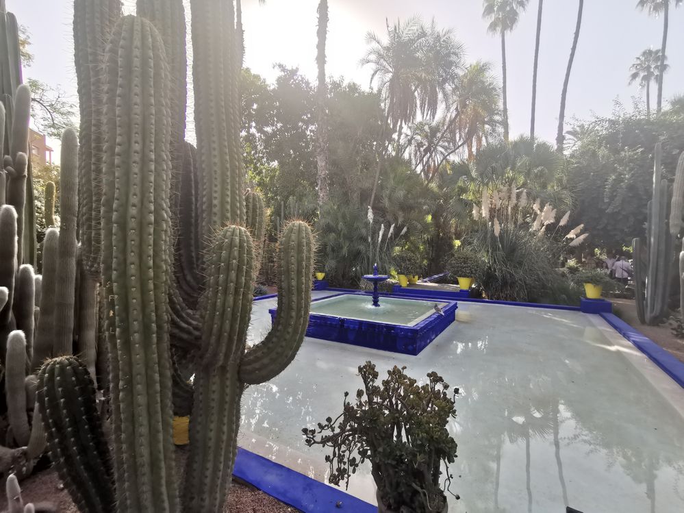 Caption: A photo of a square fountain, painted in blue and white and surrounded by palm trees and cacti.