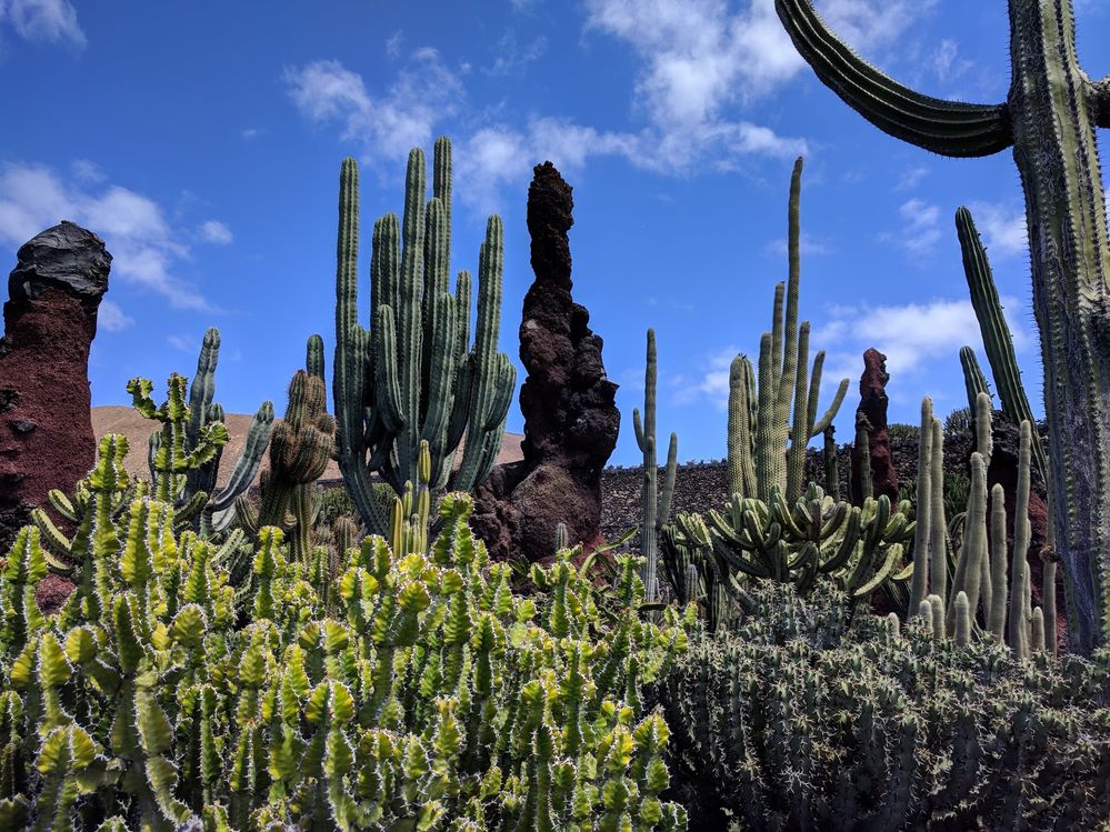 Caption: A photo of various cacti in the Cactus Garden, Lanzarote, the Canary Islands (Local Guide @MoniDi)