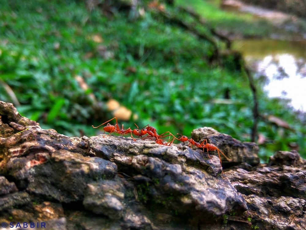Ant - Macrography by Mobile Photography