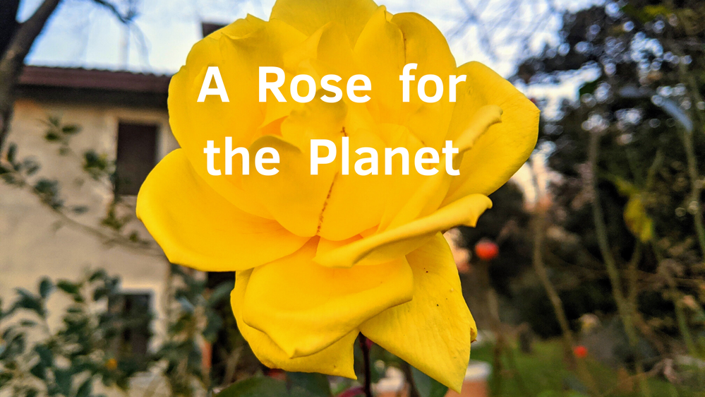 Caption: a yellow rose in a garden, with the text "A rose for the Planet" - Photo credit: Local guide @ermest