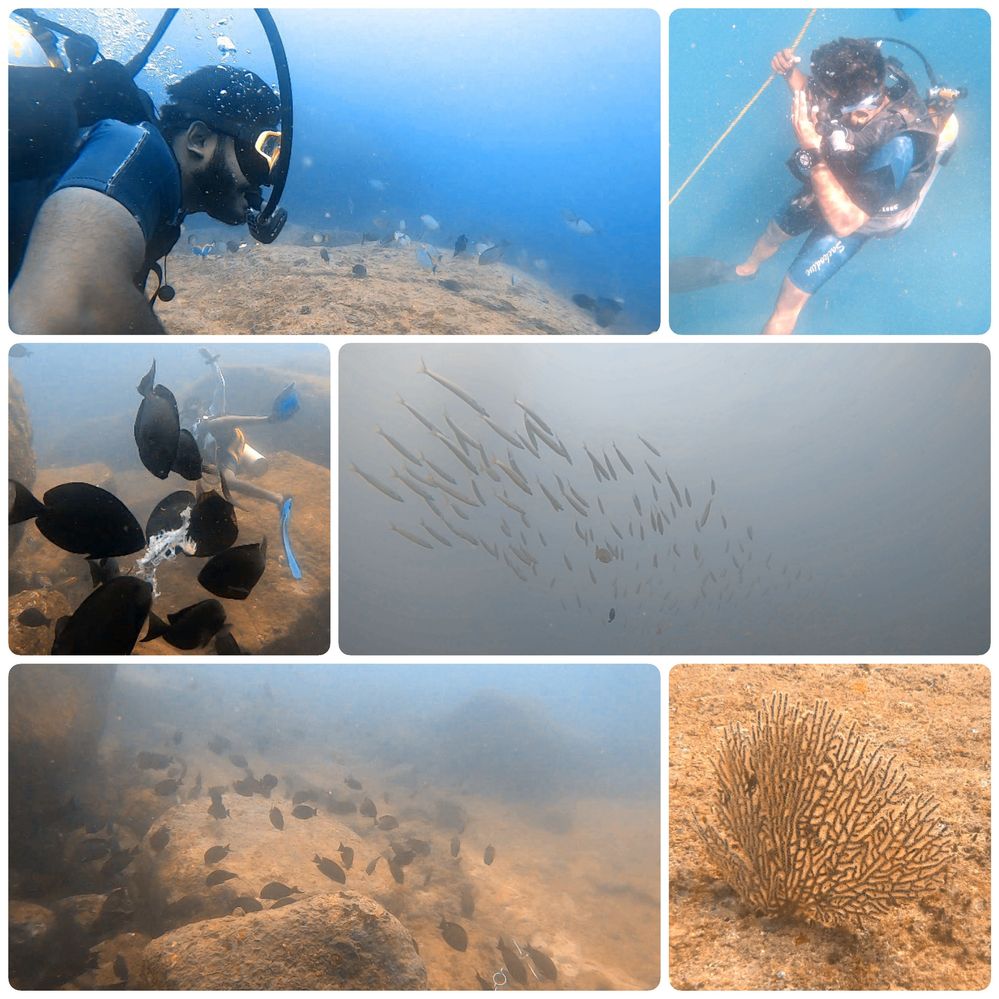 Photo collage of some underwater pictures taken during meetup