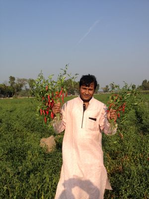 Visiting Bangladesh Farmers to see how they collect Peppers.