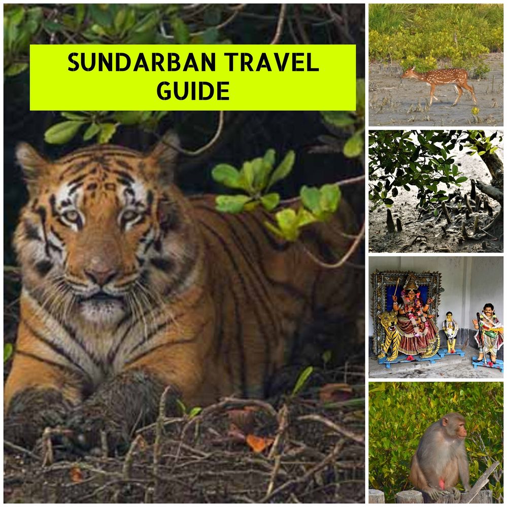 Local Guides Connect - Exotic Sundarban - The land of Tiger: My travel  ex... - Local Guides Connect