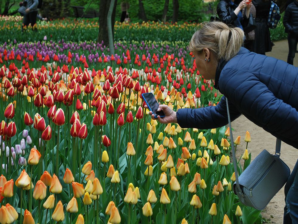 Tulips in The Apothecaries' Garden (The Botanic Gardens of Moscow State University) Founded by Peter The Great in 1706