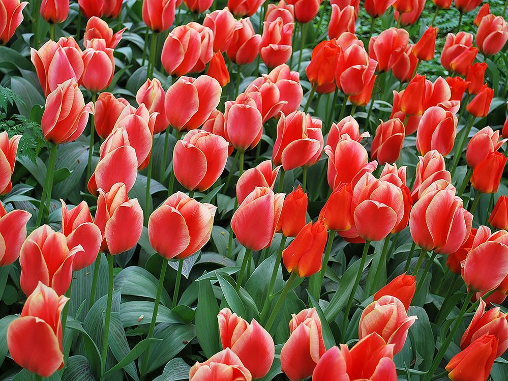 Tulips in The Apothecaries' Garden (The Botanic Gardens of Moscow State University) Founded by Peter The Great in 1706