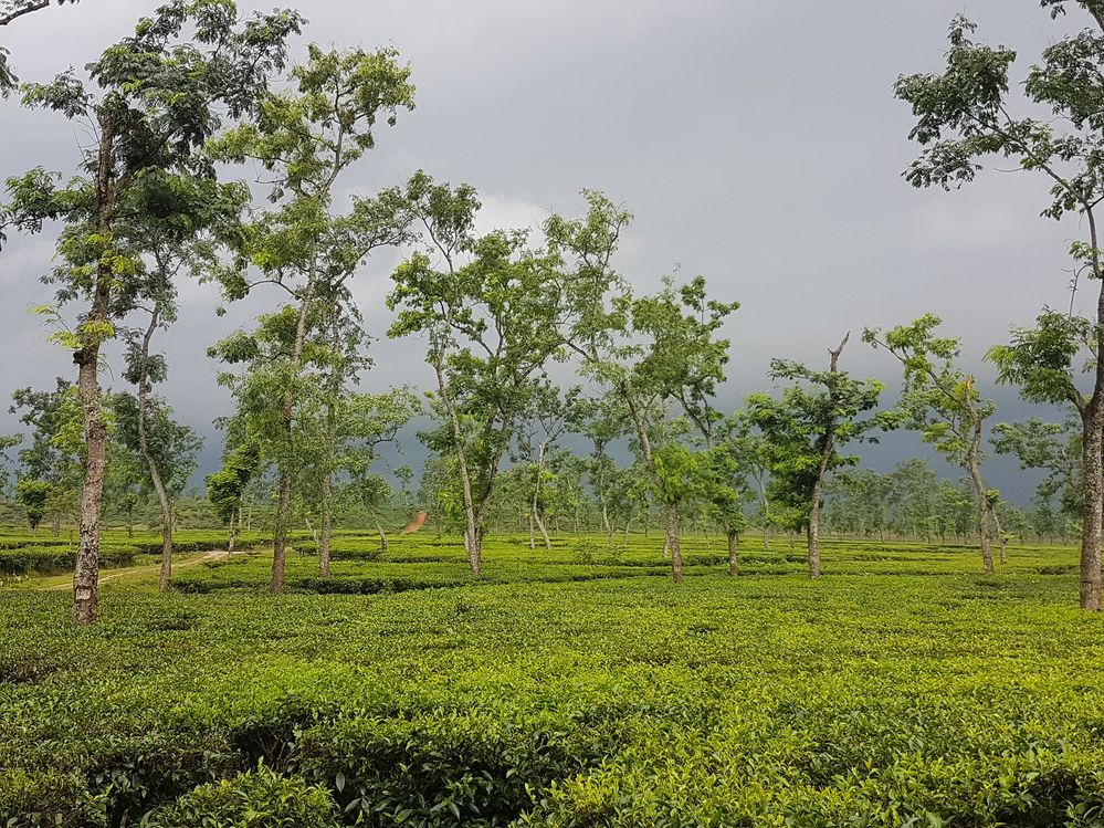 The tea gardens were so green that we could not stop loving it instantly