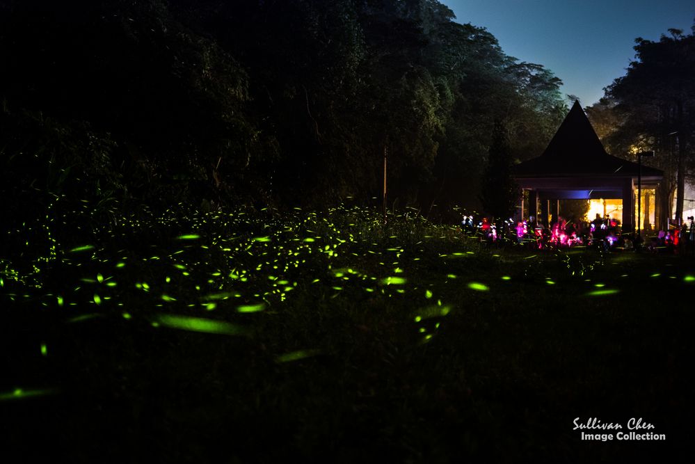 Fireflies seasons, Shinzhu Taiwan