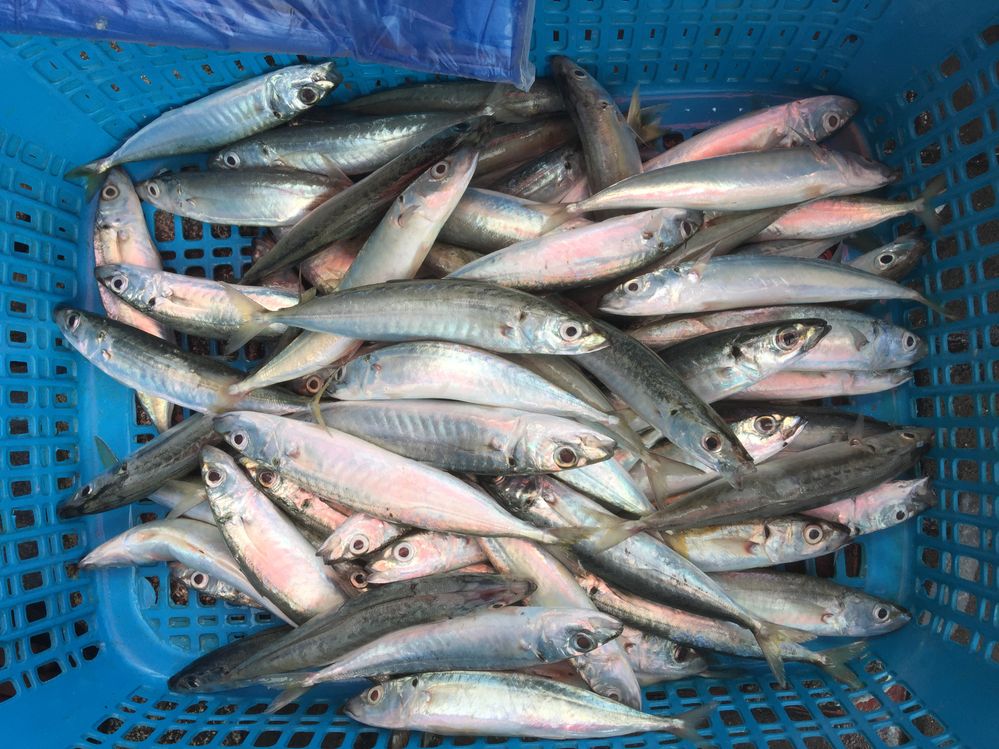 Fresh catch Maldives