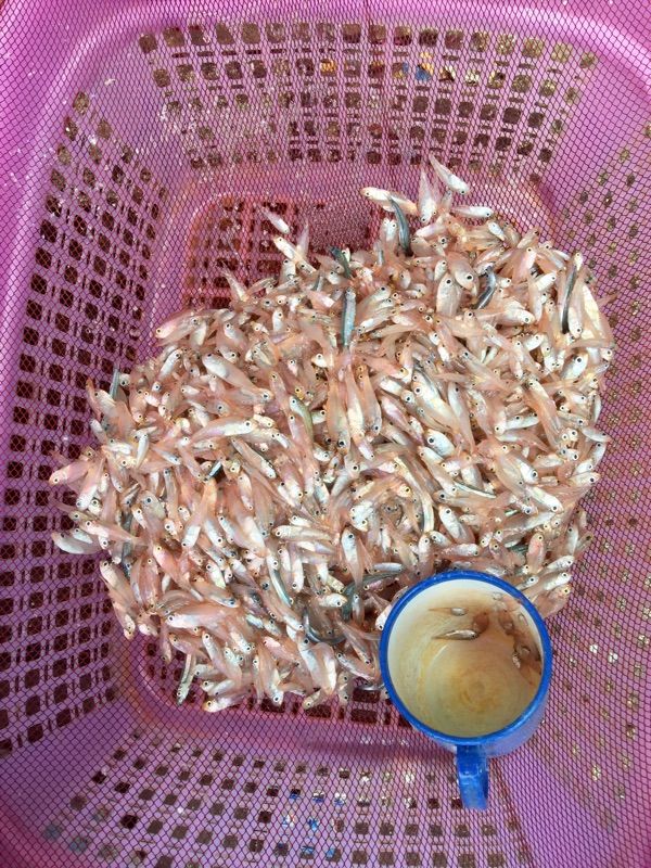 These are bait used to catch Tuna