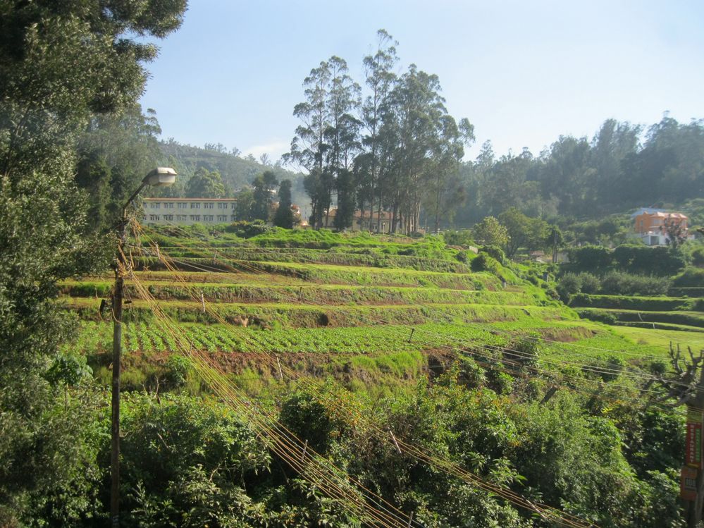 Tea Fields in Ooty, Tamil Nadu, India