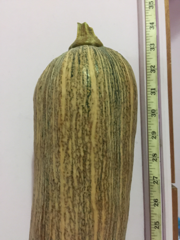 Measured 33.5 inch tall pumpkin