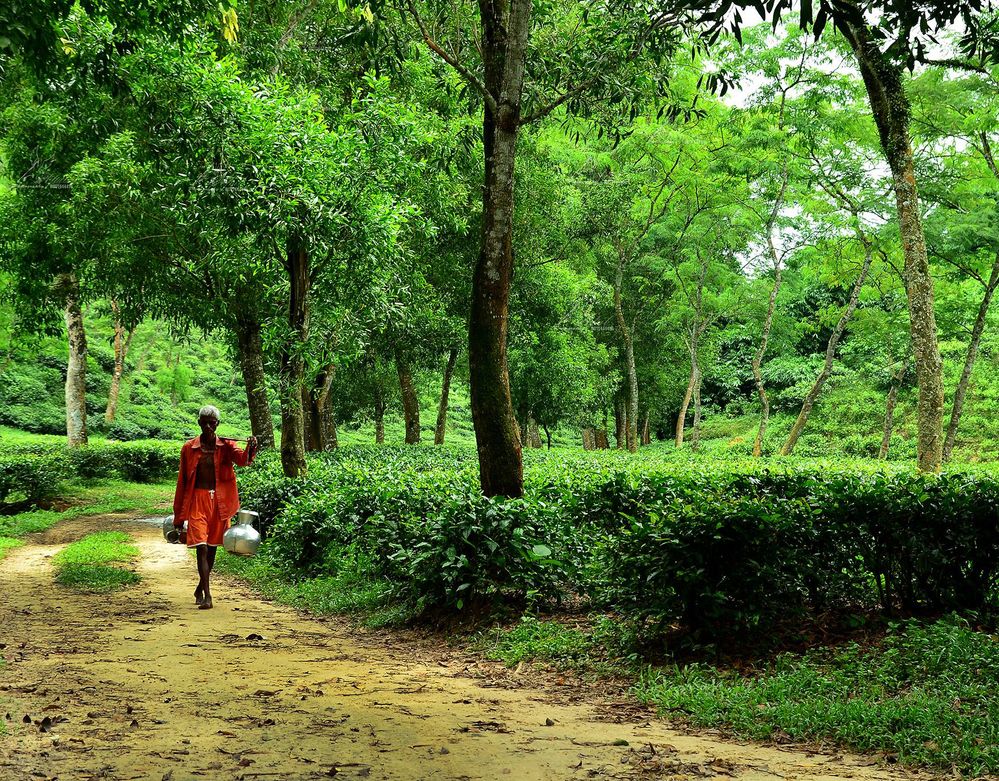 Natural Beauty of Sylhet from a Tea Garden