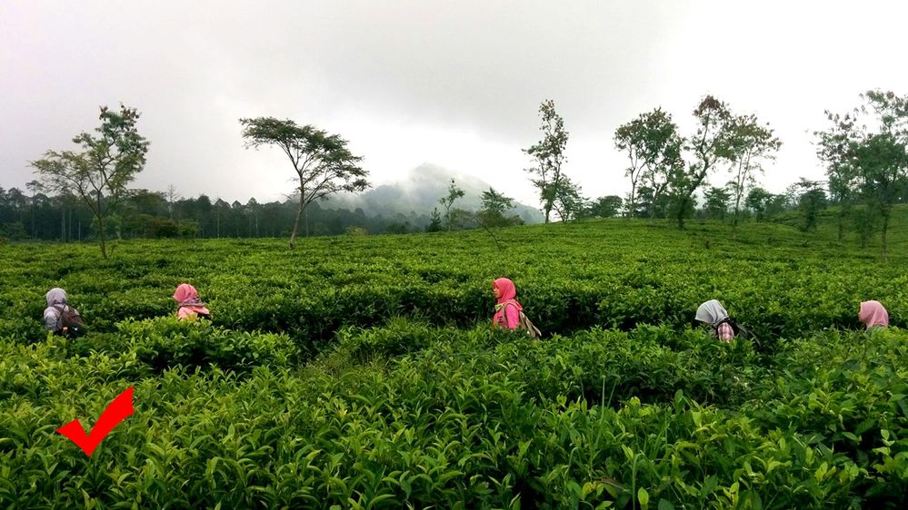 rombongan ditengah kebun teh dengan background gunung