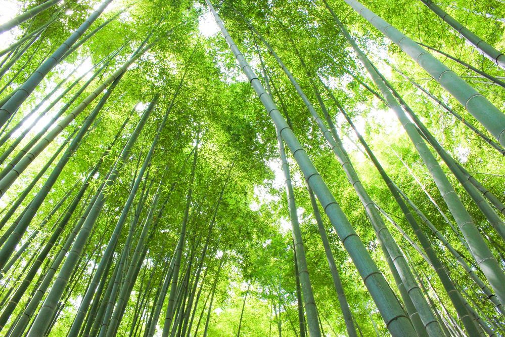 The Bamboo Forest of Hokokuji Temple