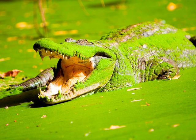 katchikally-crocodile.jpg