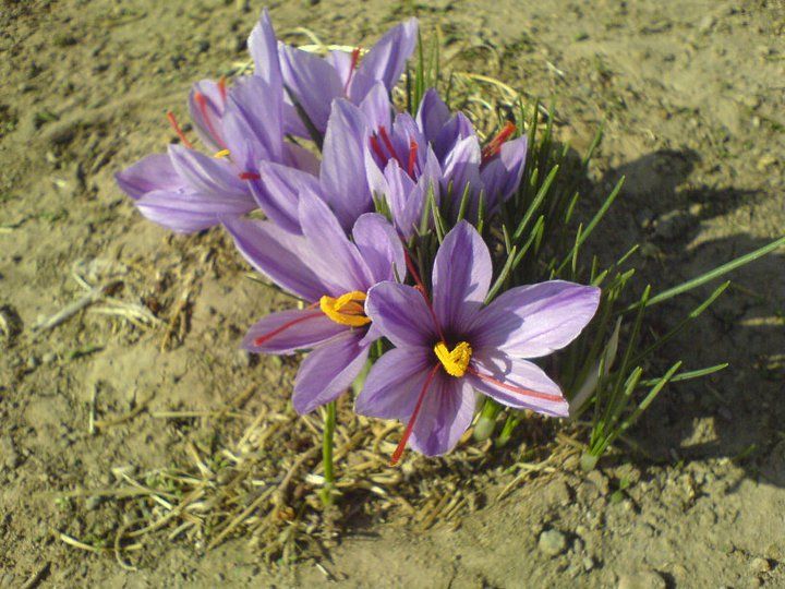 saffron flower - east of Iran