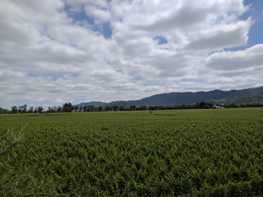 Vineyards of Robert Mondavi in CA
