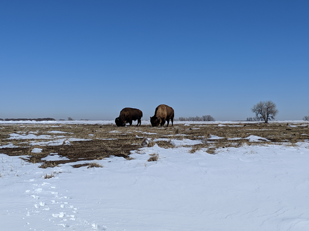 Bison at the Rocky Mountain Arsenal National Wildlife Refuge in Denver, CO