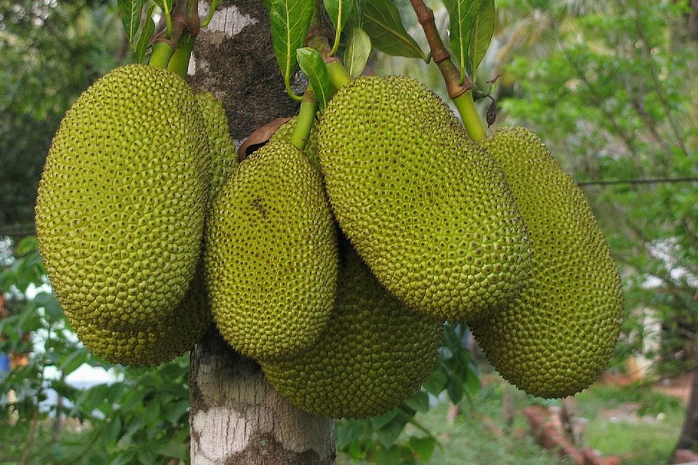 tree with jackfruit (from web)
