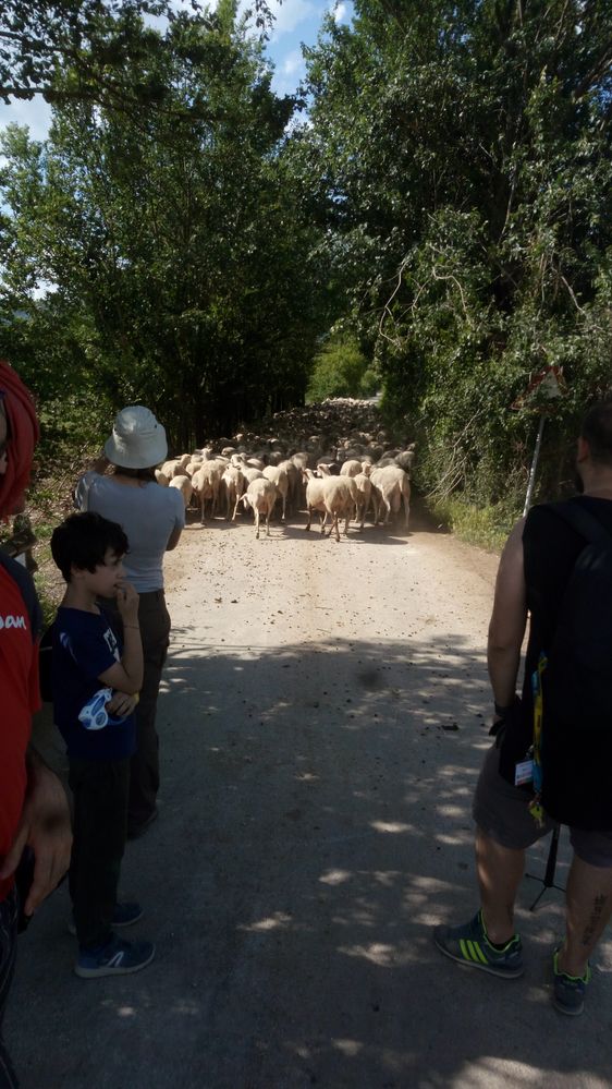 Local Guides and sheeps