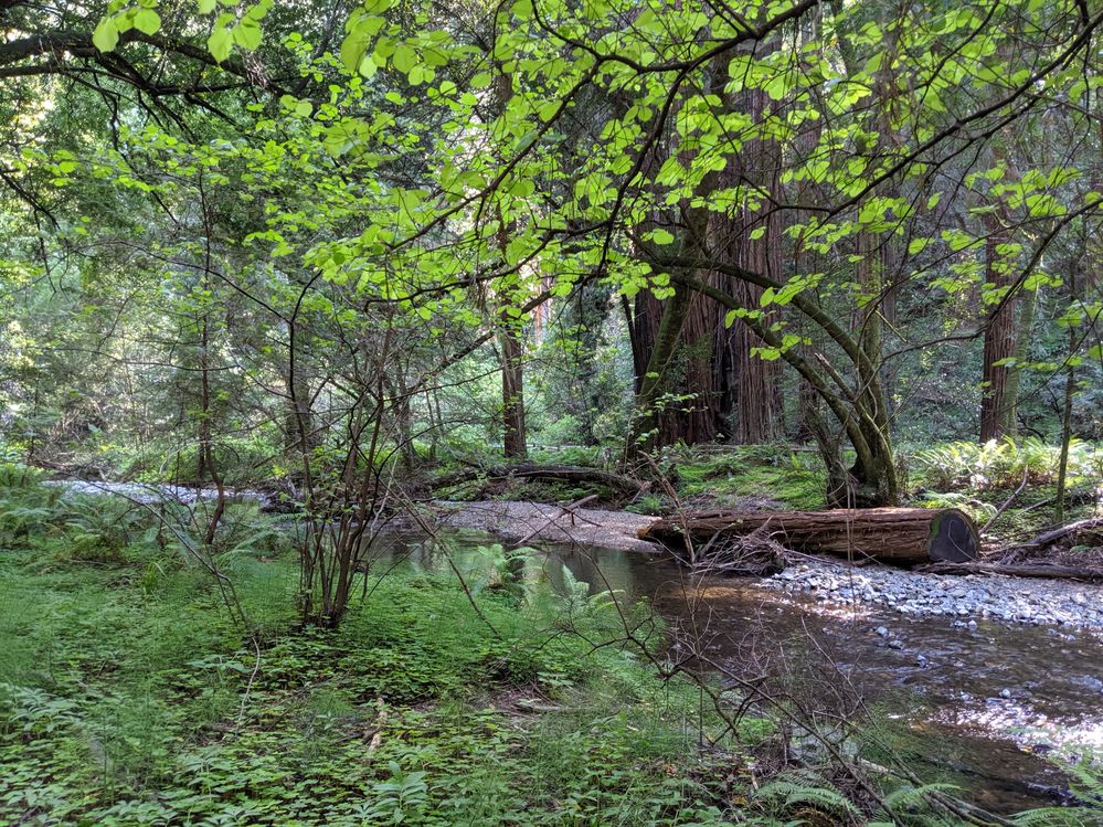A downed tree among greenery next to a river at Muir Woods