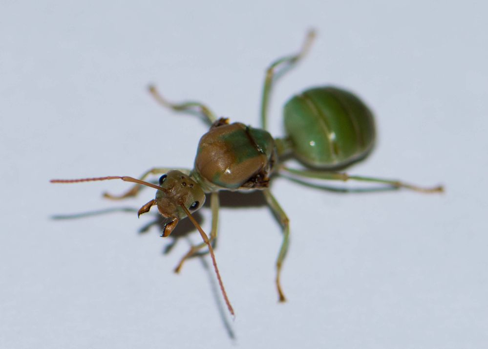 Queen Green Tree Ant