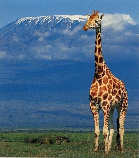 Maasai Girrafe Standing Behind the Mighty Kilimanjaro Mt.