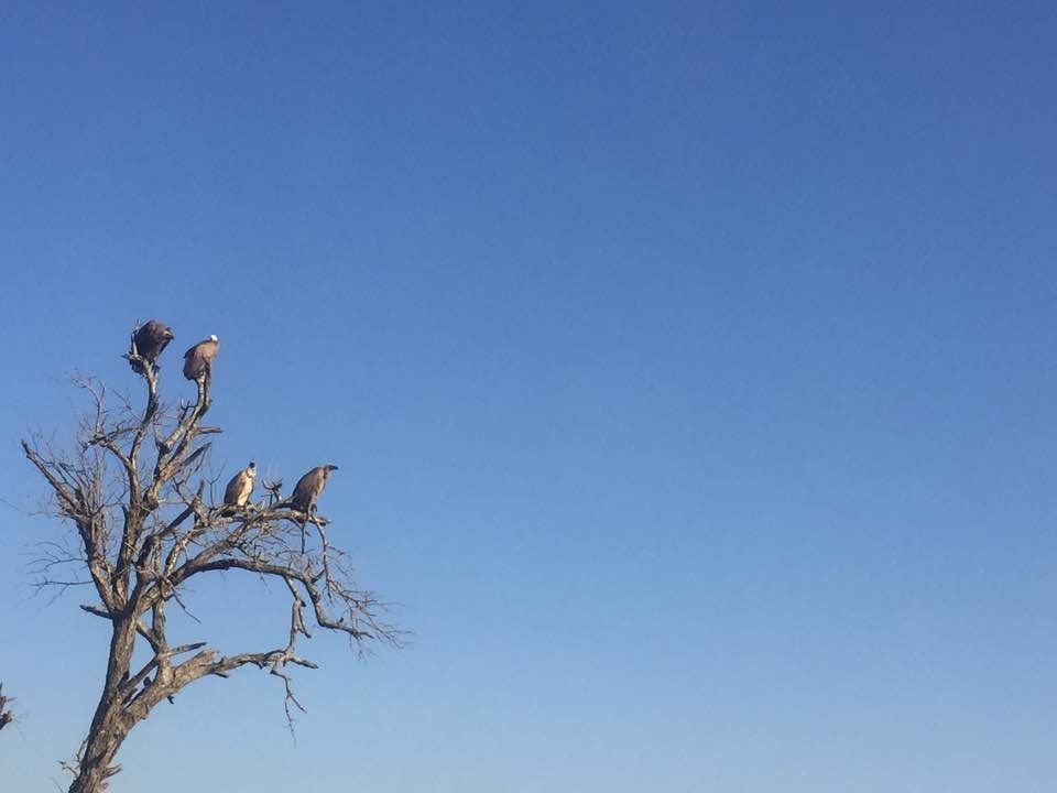 Vultures resting