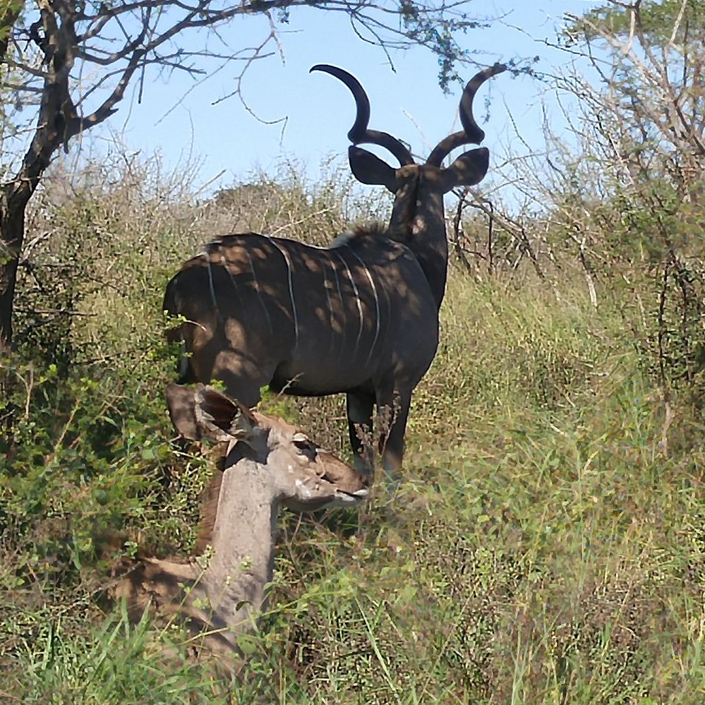 Kudu couple