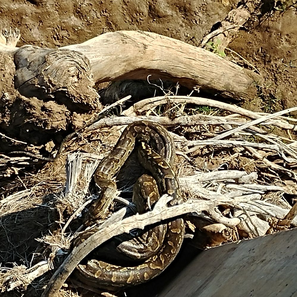 Rock Python Resting