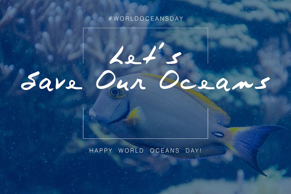 Solved Local Guides Connect Happy World Oceans Day Local Guides Connect