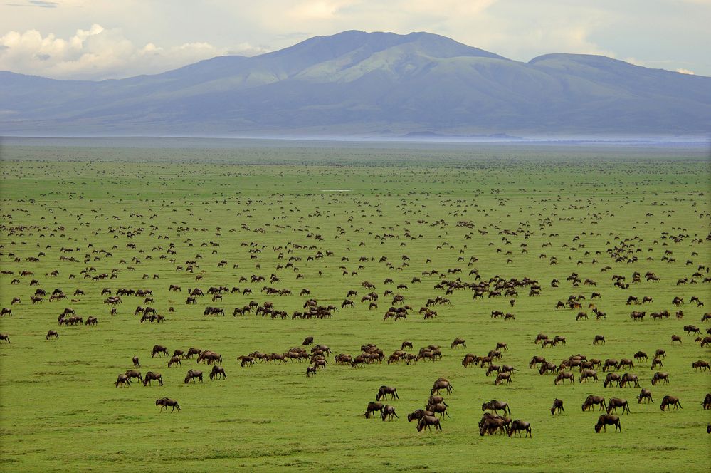mules photo by Tanzania tourism