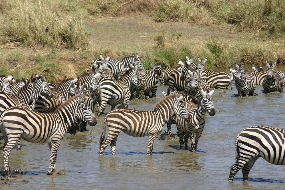 Zebra photo by Tanzania  tourism