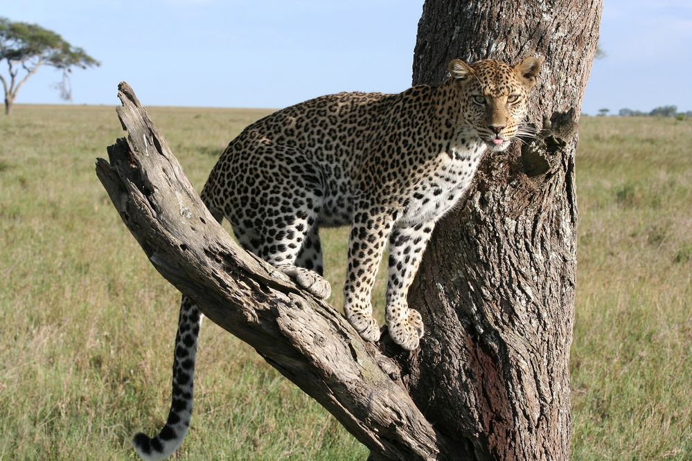 Leopard photo by Tanzania tourism