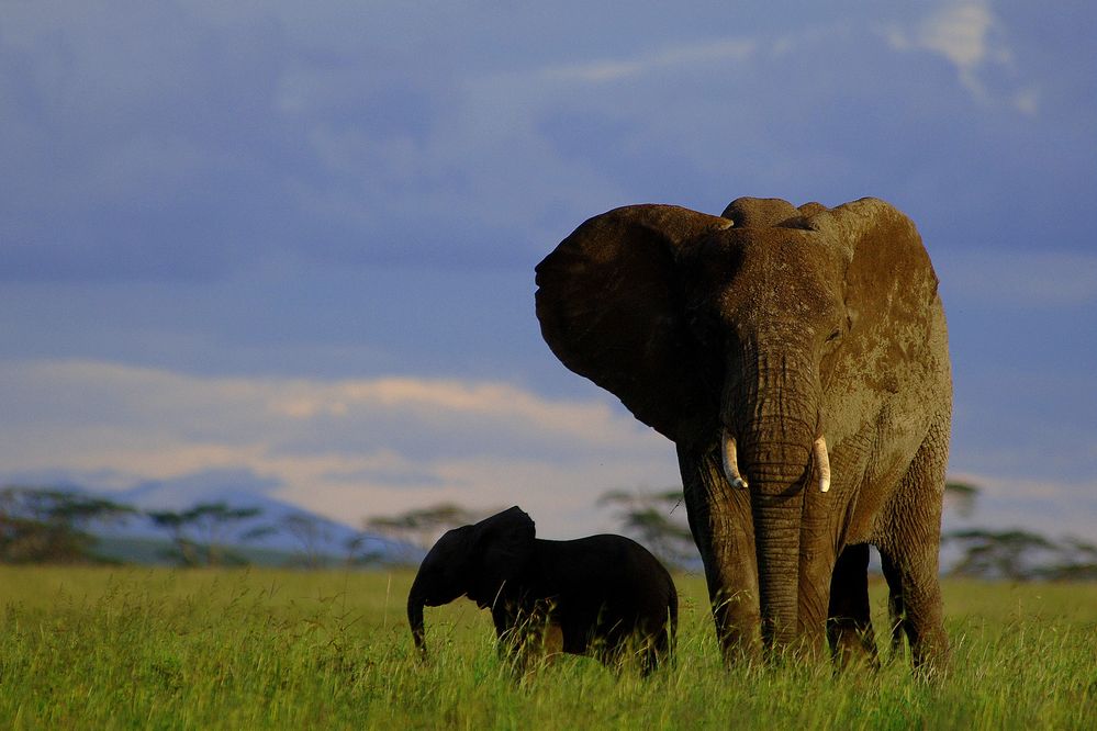 Elephant photo by Tanzania tourism
