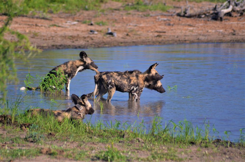 Wild Dog in Kruger National Park, South Africa  (Local Guides @TheLifesWay)