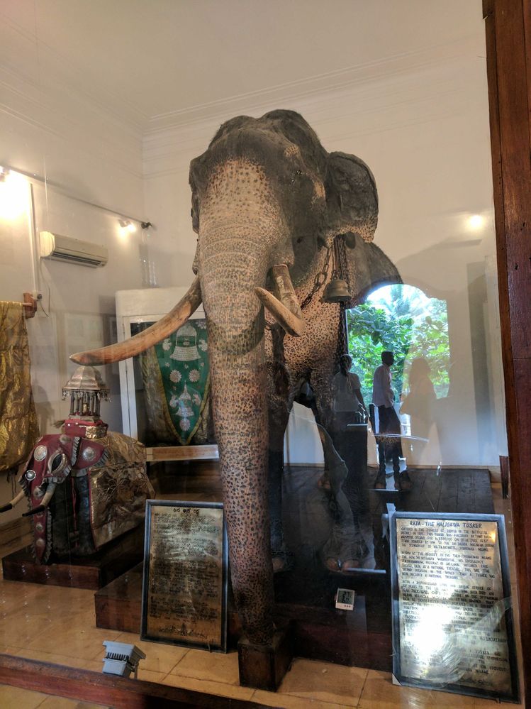 Huge tusker Raja elephant