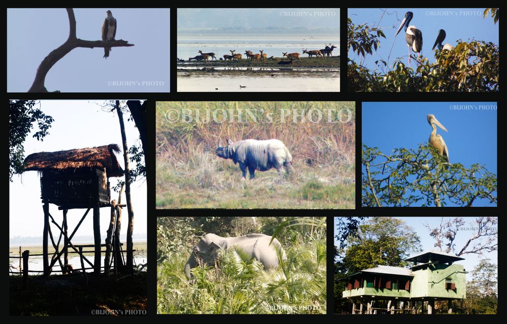 Caption:- Centre: One-horned Indian Rhinoceros; Clock wise from top left: Grey-headed fish eagle, Indian muntjac, Blue-necked stork, Spot-billed pelican, guards camp, Indian Elephant, Elephant riding tower