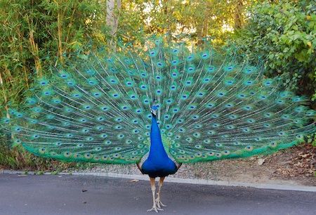 peacock4.jpg
