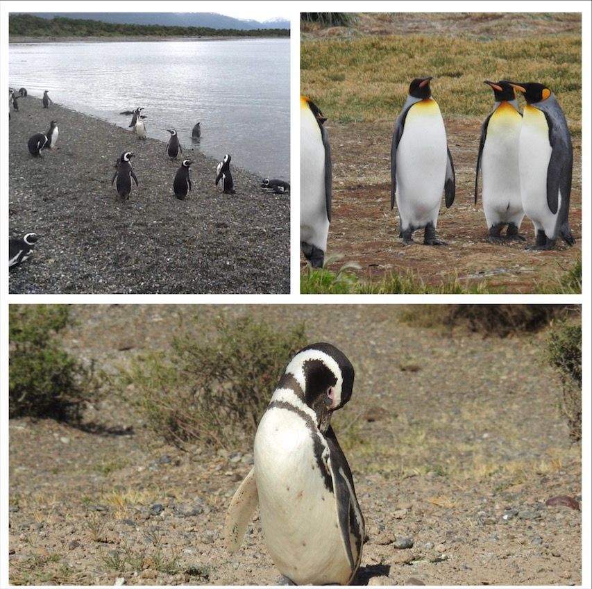 Caption: De izquiera a Derecha, Pinguinos en Ushuaia, Pinguino Rey en Chile, Pinguino Magallanico en Chubut  (Local Guides @FaridMonti)