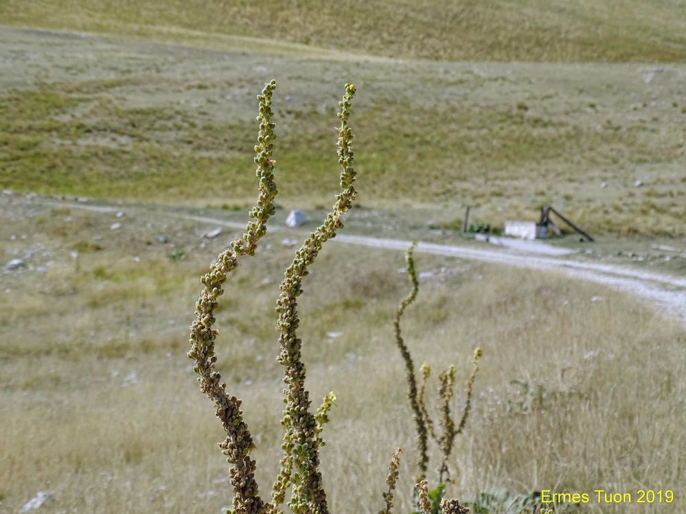 Caption: a group of plants with the trunk deformed by the wind - photo @ermest