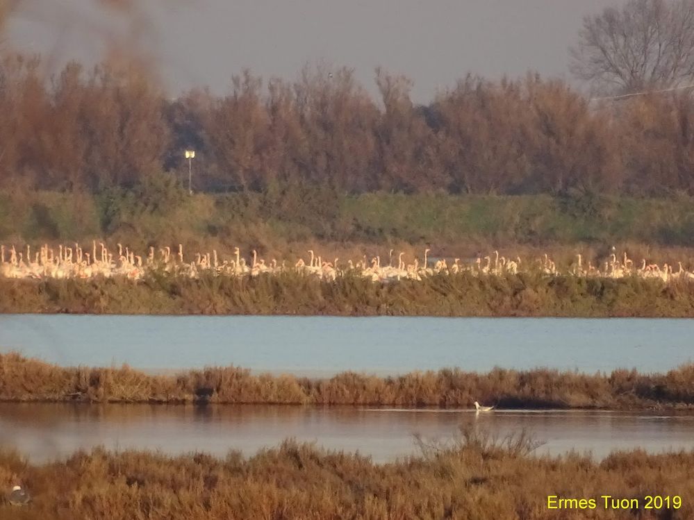 Caption: a group of Flamingos on the Venetian Lagoon - photo @ermest