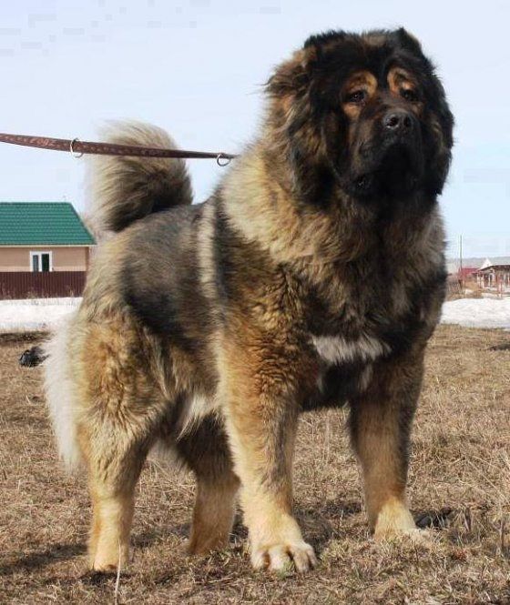Georgian Shepard dog